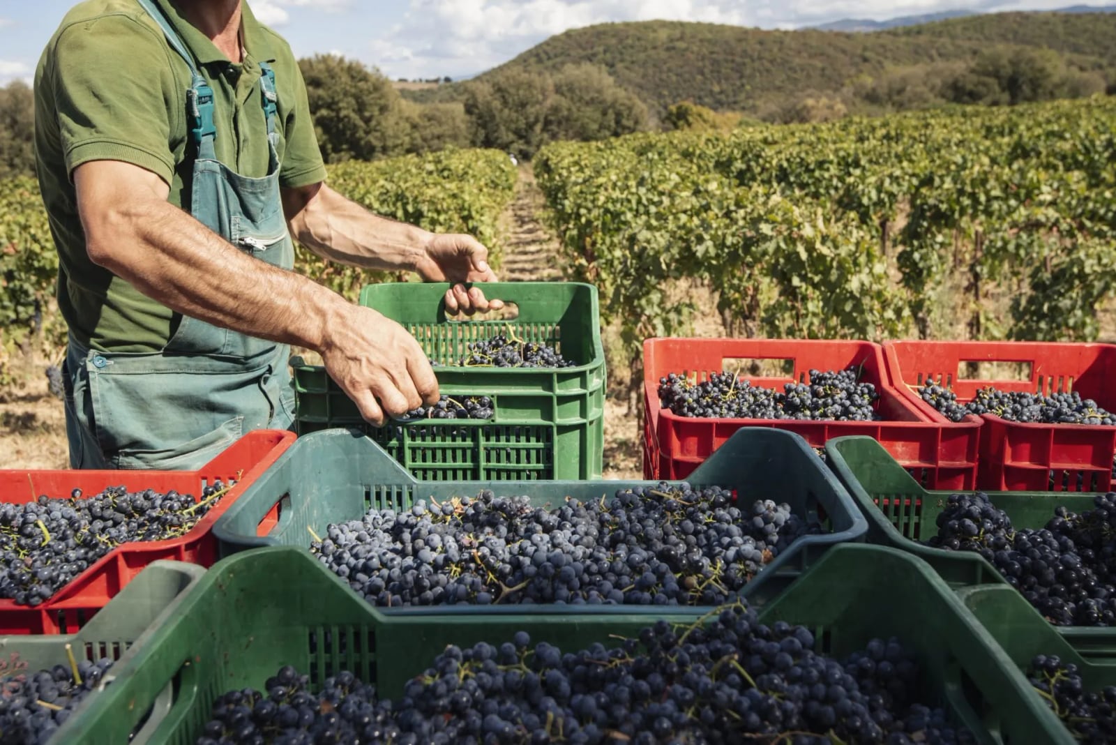 Un trabajador carga cajas de uva negra recién vendimiada en la viña del Castello di Vicarello